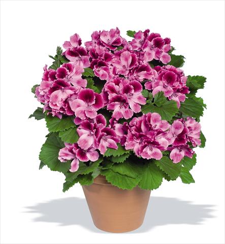 photo of flower to be used as: Pot Pelargonium grandiflorum Compact pac® Aristo® Candy