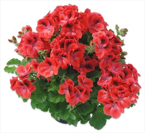 photo of flower to be used as: Pot Pelargonium grandiflorum Compact pac® Aristo® Claret