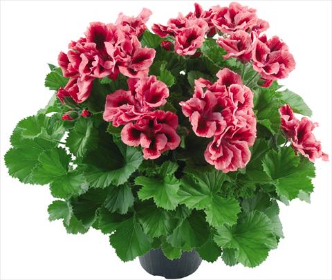 photo of flower to be used as: Pot Pelargonium grandiflorum Compact Vicky Top