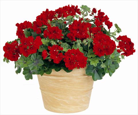 photo of flower to be used as: Patio, pot Pelargonium peltatum Power Gen® Boneta