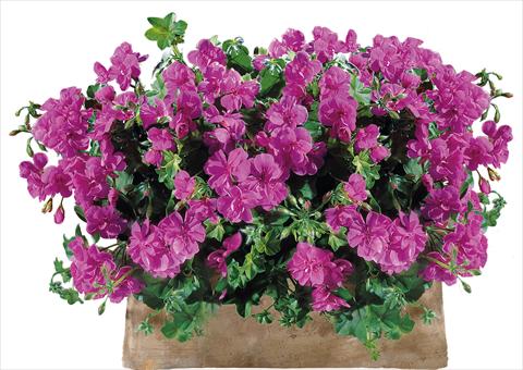 photo of flower to be used as: Patio, pot Pelargonium peltatum Power Gen® Sunflair Amethyst