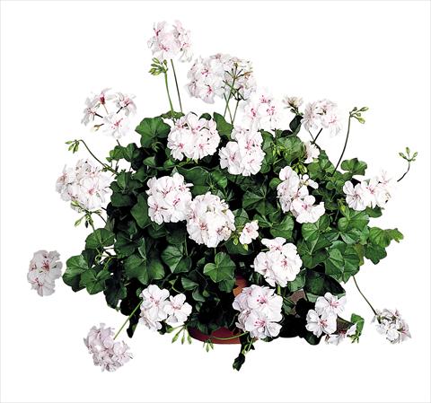 photo of flower to be used as: Patio, pot Pelargonium peltatum Power Gen® Santa Cristina