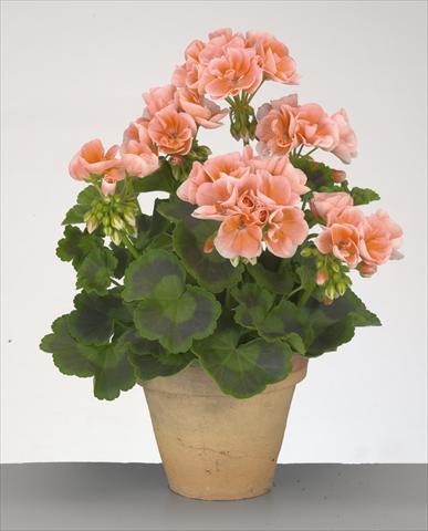 photo of flower to be used as: Pot, bedding, patio Pelargonium zonale Compact Gen® Rosario