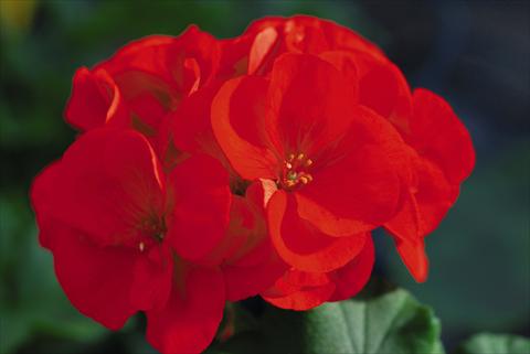 photo of flower to be used as: Patio, pot Pelargonium zonale Compact Leonardo Fire Top