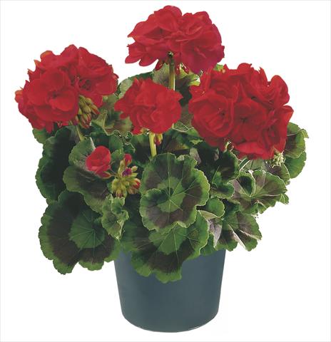 photo of flower to be used as: Patio, pot Pelargonium zonale Compact Leonardo Top