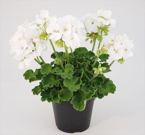 photo of flower to be used as: Pot, bedding, patio Pelargonium zonale Compact Michelangelo