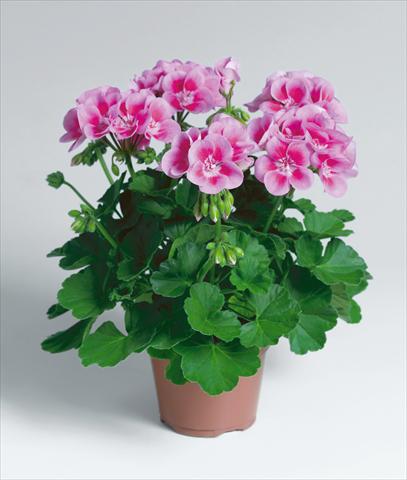photo of flower to be used as: Patio, pot Pelargonium zonale Compact pac® Flower Fairy® Rose