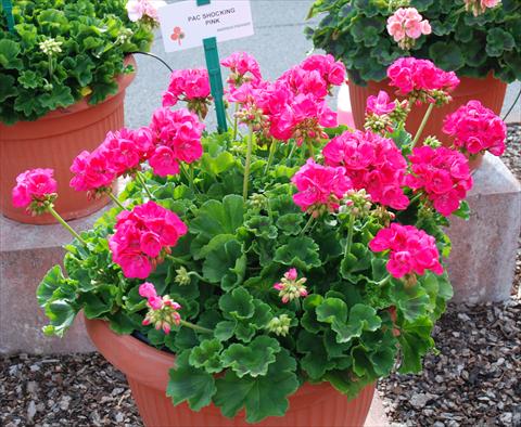 photo of flower to be used as: Patio, pot Pelargonium zonale Compact pac® Shocking Pink