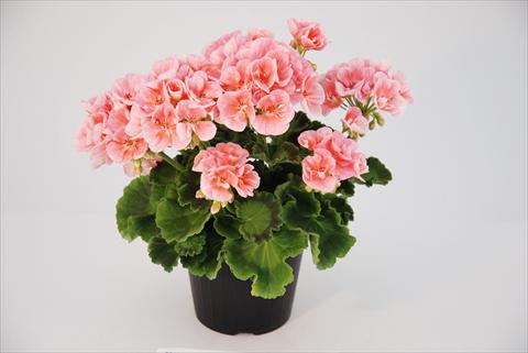 photo of flower to be used as: Patio, pot Pelargonium zonale Compact Rosino Top