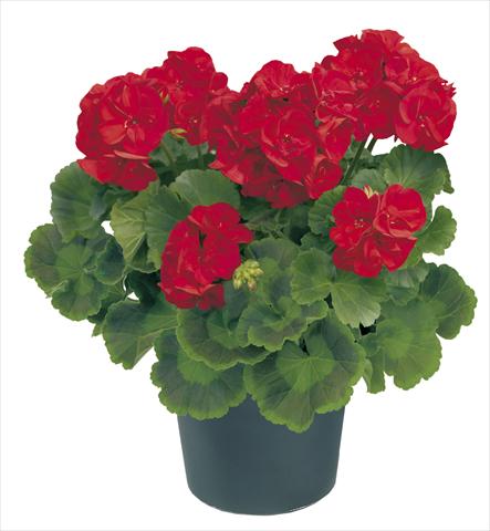 photo of flower to be used as: Pot, bedding, patio Pelargonium zonale Power Amerigo Top