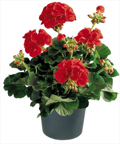 photo of flower to be used as: Pot, bedding, patio Pelargonium zonale Power Barbarossa Top