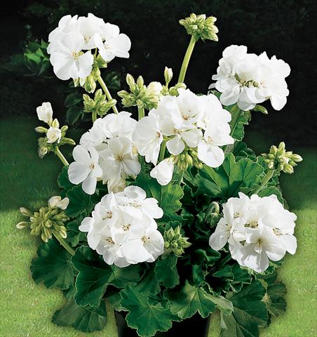 photo of flower to be used as: Pot, bedding, patio Pelargonium zonale Power Gen® Astra