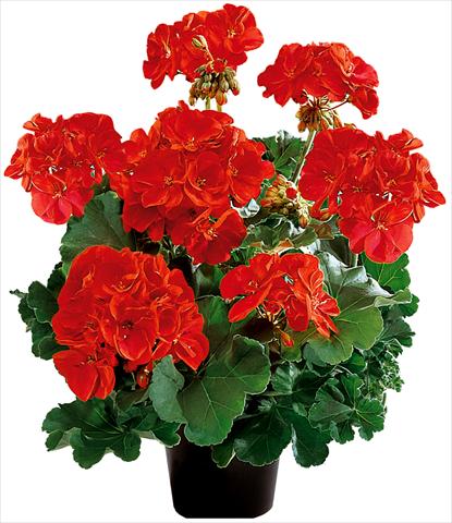 photo of flower to be used as: Pot, bedding, patio Pelargonium zonale Power Gen® Belmonte Red