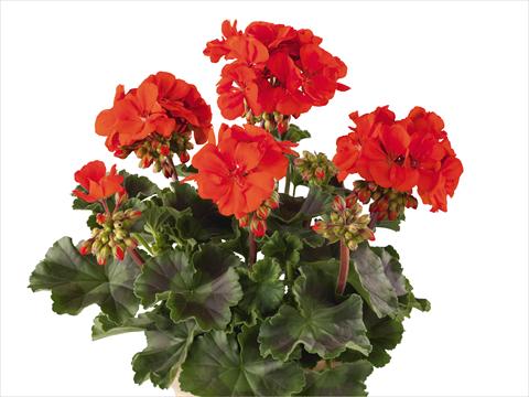 photo of flower to be used as: Pot, bedding, patio Pelargonium zonale Power Gen® Belmonte Scarlet