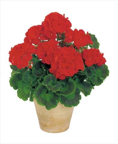 photo of flower to be used as: Pot, bedding, patio Pelargonium zonale Power Gen® Carmen