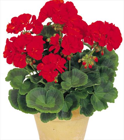 photo of flower to be used as: Pot, bedding, patio Pelargonium zonale Power Gen® Toro