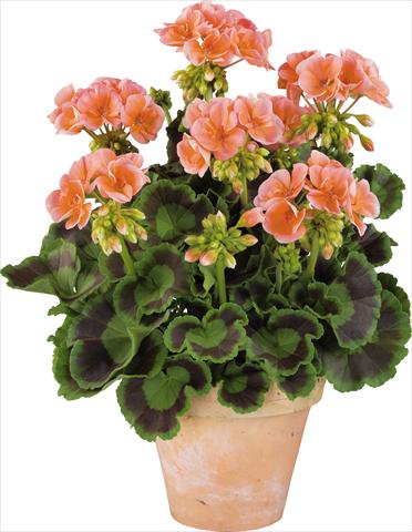 photo of flower to be used as: Pot, bedding, patio Pelargonium zonale Power Gen® Trend Salmon
