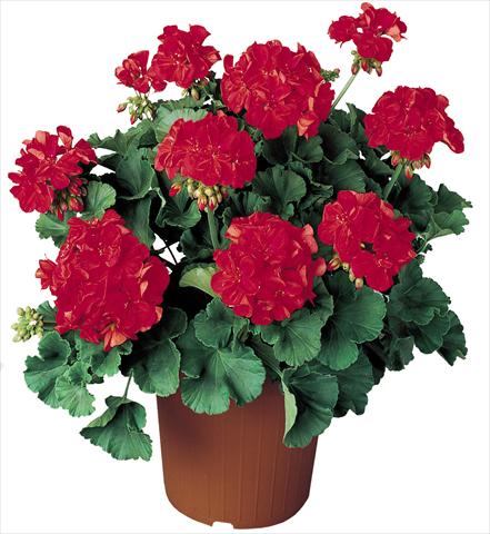 photo of flower to be used as: Pot, bedding, patio Pelargonium zonale Power Othello Top