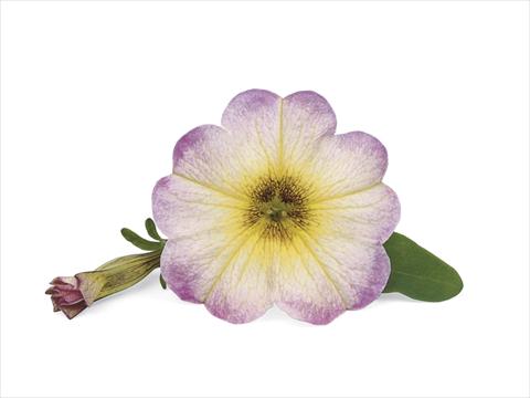 photo of flower to be used as: Patio, pot Petunia x Calibrachoa Supercal Vanilla Blush