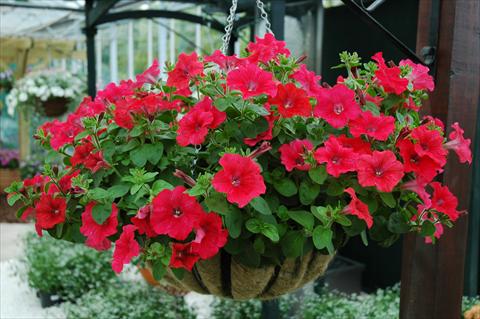 photo of flower to be used as: Pot, patio, basket Petunia Chilli Red
