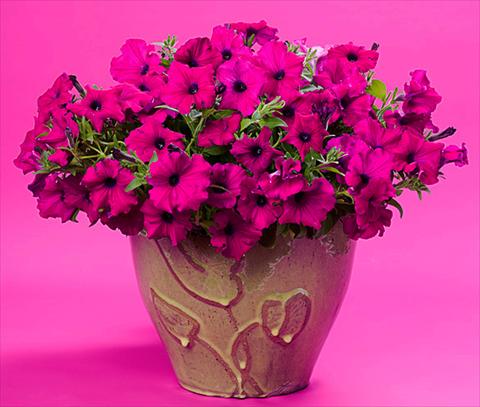 photo of flower to be used as: Patio, pot Petunia Supertunia™ Royal Magenta