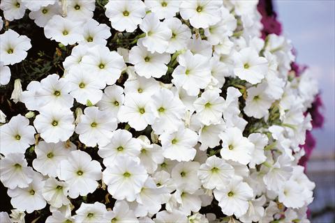 photo of flower to be used as: Patio, pot Petunia Supertunia™ White