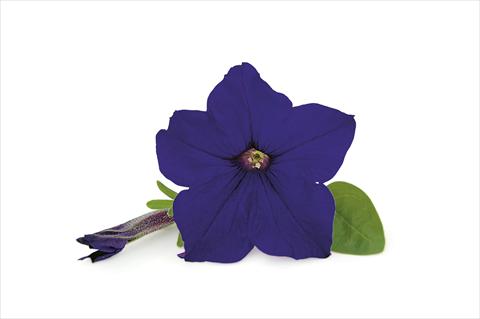 photo of flower to be used as: Patio, pot Petunia Veranda Dark Blue