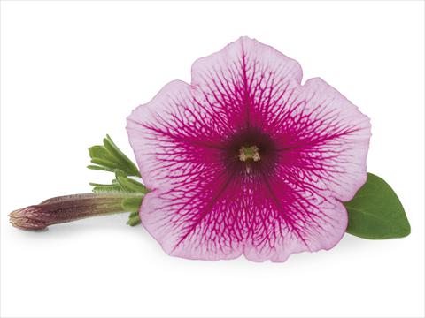 photo of flower to be used as: Patio, pot Petunia Veranda Rose Vein