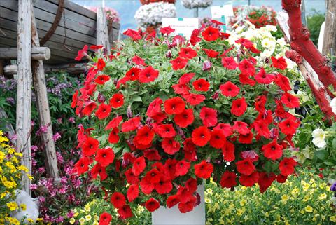 photo of flower to be used as: Patio, pot Petunia Veranda Scarlet