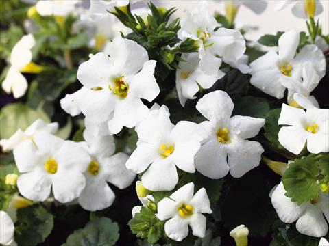 photo of flower to be used as: Patio, pot Sutera Suteranova Big White