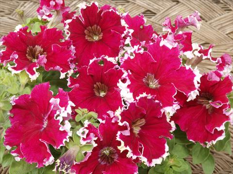 photo of flower to be used as: Pot, bedding, patio, basket Petunia x hybrida Can Can Red Picotee