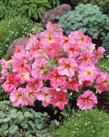 photo of flower to be used as: Pot, bedding, patio, basket Petunia Dolce Fragolino