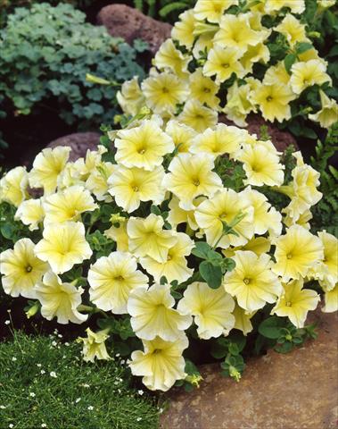 photo of flower to be used as: Pot, bedding, patio, basket Petunia Dolce Limoncello