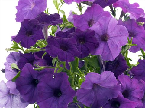 photo of flower to be used as: Pot, bedding, patio, basket Petunia x hybrida Nuvolari Blue