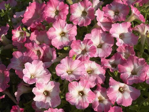 photo of flower to be used as: Pot, bedding, patio, basket Petunia x hybrida Nuvolari Dusty Pink