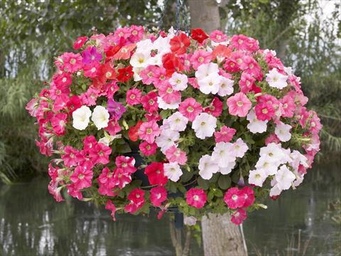 photo of flower to be used as: Pot, bedding, patio, basket Petunia x hybrida Nuvolari Mix