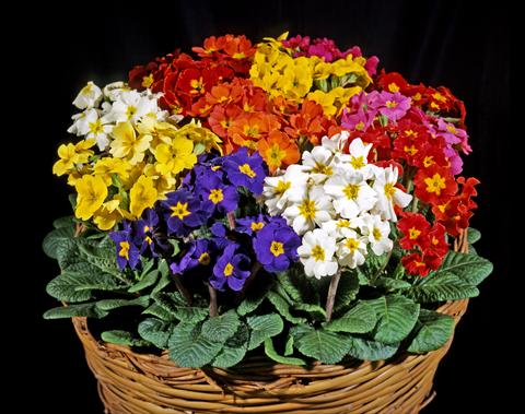 photo of flower to be used as: Pot and bedding Primula polyanthus Garden Beauty Mix