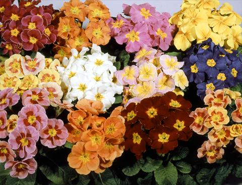 photo of flower to be used as: Pot and bedding Primula polyanthus Pacific Strain Mix