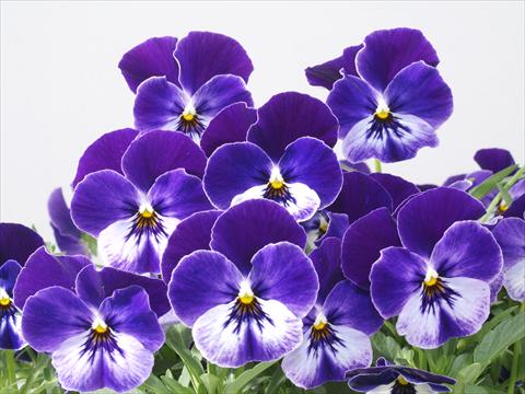 photo of flower to be used as: Pot and bedding Viola wittrockiana Pandora Blue Moon