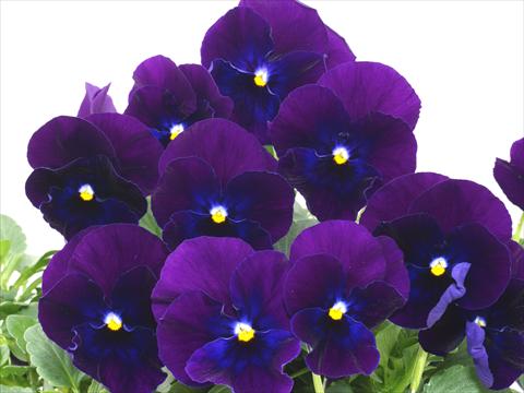 photo of flower to be used as: Pot and bedding Viola wittrockiana Pandora Blue Violet