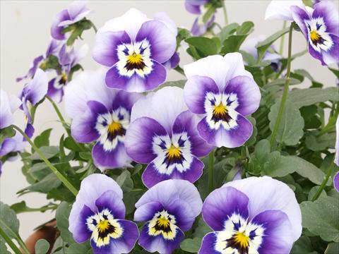photo of flower to be used as: Pot and bedding Viola cornuta Caramel Blue with face