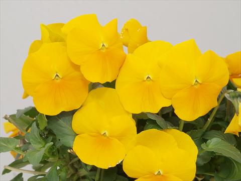 photo of flower to be used as: Pot and bedding Viola cornuta Caramel Golden