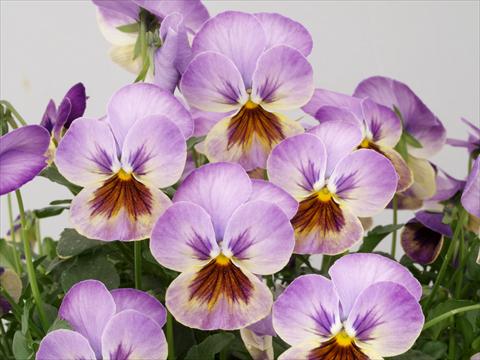 photo of flower to be used as: Pot and bedding Viola cornuta Caramel Pastel Lilac