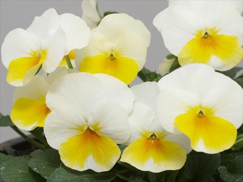 photo of flower to be used as: Pot and bedding Viola cornuta Caramel White Golden