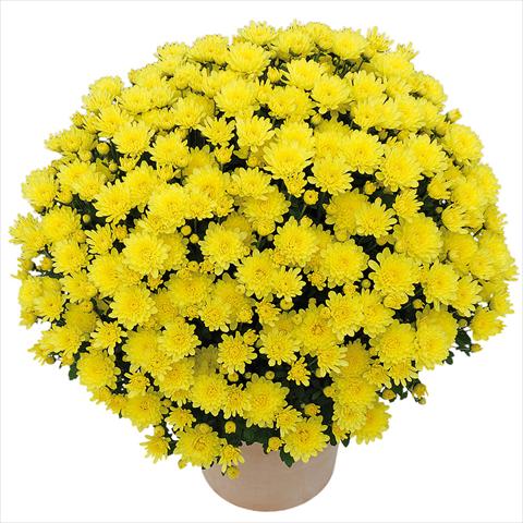 photo of flower to be used as: Pot and bedding Chrysanthemum Clero® Citron