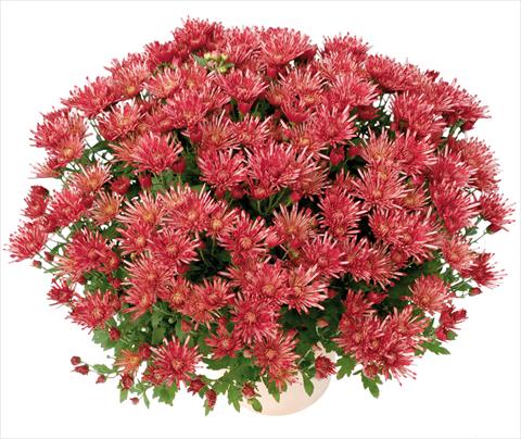 photo of flower to be used as: Pot and bedding Chrysanthemum Corto® Rouge
