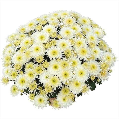 photo of flower to be used as: Pot and bedding Chrysanthemum Obao® Blanc