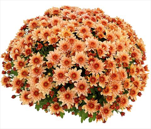 photo of flower to be used as: Pot and bedding Chrysanthemum Pasoa® Grenadine