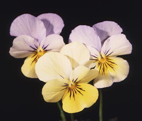 photo of flower to be used as: Pot and bedding Viola cornuta Lolita Lemon 2 Blue