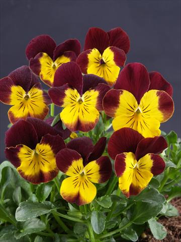 photo of flower to be used as: Pot and bedding Viola cornuta Lolita Moonlight Yellow